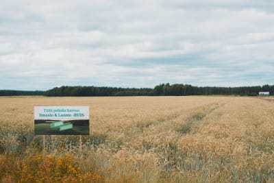 En rågåker.