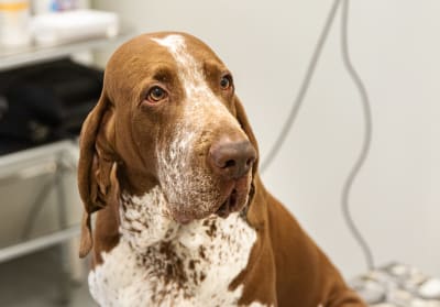 Koira rodultaan Italianseisoja lähikuvassa eläinsairaalan toimenpidehuoneessa.