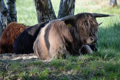 Highland cattle ko ligger i gräset under björkar.
