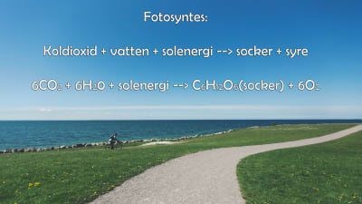 formeln för fotosyntes