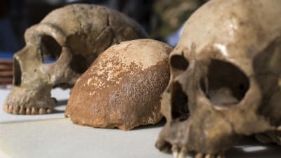 Neandertalarskalle, skallfossilen och en människoskalle.