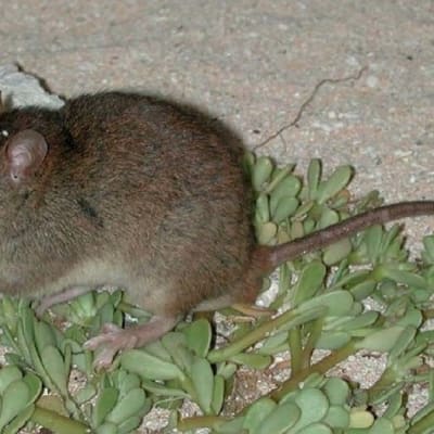 sukupuuttoon kuollut hiiri