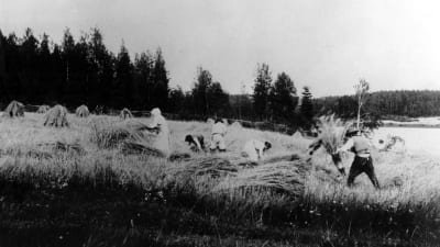 Människor fotograferade under skördetiden i Laukaa 1888