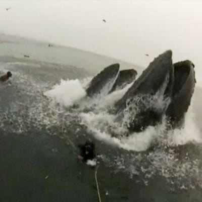 Sukeltajat välttivät täpärästi ryhävalaiden kitaan joutumisen Kalifornian rannikolla.