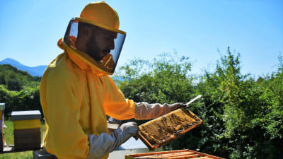 Luca Bianchi kontrollerar en vaxkaka, som bin alltid bygger för att lagra honungen. Bina sätter vaxlock när honungen är mogen att skördas.