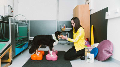 Tiina Kuusisto ger en hund fysioterapi med hjälp av olika redskap.