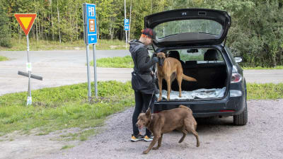 En kvinna släpper ut två stora bruna hundar genom bakluckan på en gammal svart bil.