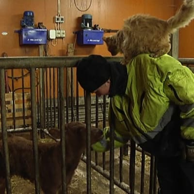 Crista Häffors hälsar på en vecka gammal kalv medan en stallkatt vill vara med.