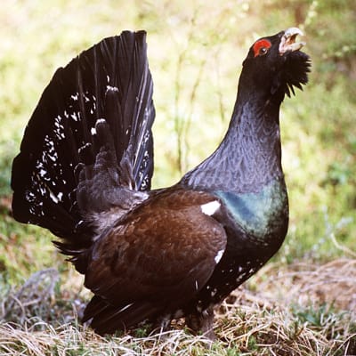 Tjäder