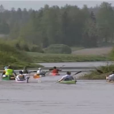 En grupp med kanoter paddlar i