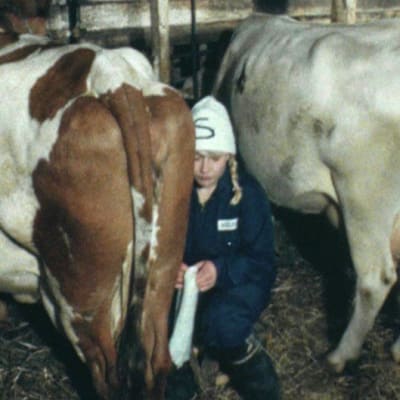 Kvinna mjölkar ko, Yle 1984