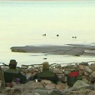 Ejderjakt, 1995