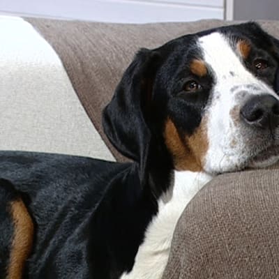 Terapihund