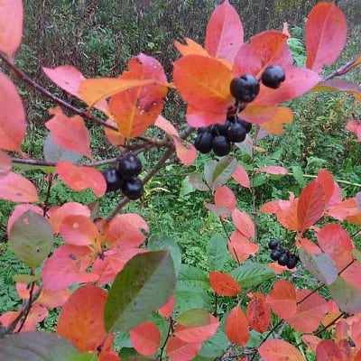 marja-aronia