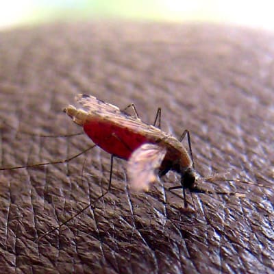Malariahyttynen.