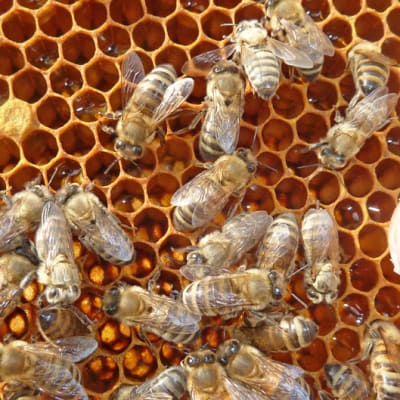Markku Mykkälä mehiläistarhan mehiläisiä.