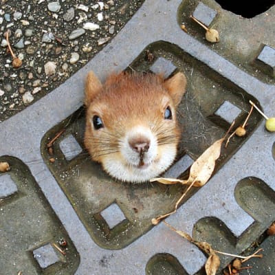 Saksan poliisin julkaisema kuva oravasta, joka oli juuttunut päästään kiinni viemäriaukon kanteen Isernhagenissa 5. elokuuta. 