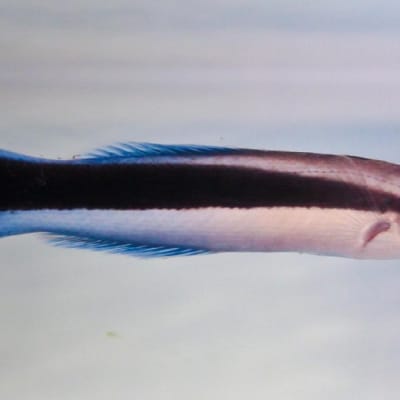 Kapearuumiinen kala, jolla on siniset evät ja pyrstö sekä musta raita kyljessä. 