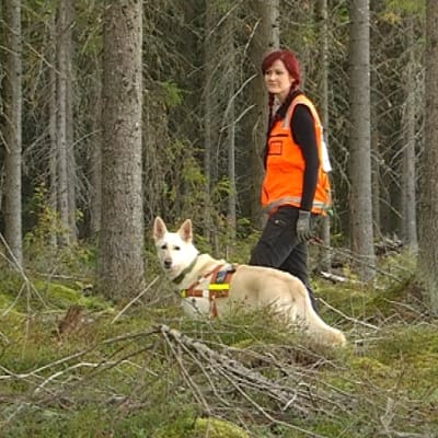 Inca-koira ja ohjaaja Veera Lappi harjoittelevat etsintää metsässä.