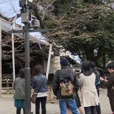 Ihmiset ihastelevat kukintansa aloittaneita kirsikkapuita Yasukunin temppelin alueella Tokiossa 23. maaliskuuta.