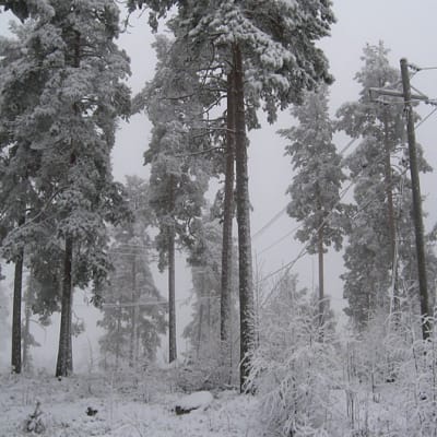 Luminen metsäkuva