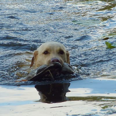 Labradorinnoutaja Aada ui lintu hampaissaan.