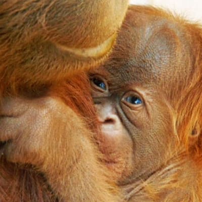 Maailman ensimmäinen keinohedelmöityksellä alkunsa saanut kuukauden ikäinen oranginpoikanen emonsa sylissä yhdysvaltalaiseläintarhassa.