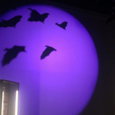 Vampyyrien varjostamat - lepakoiden salainen maailma -näyttely avautuu yleisölle Kotkassa merikeskus Vellamossa