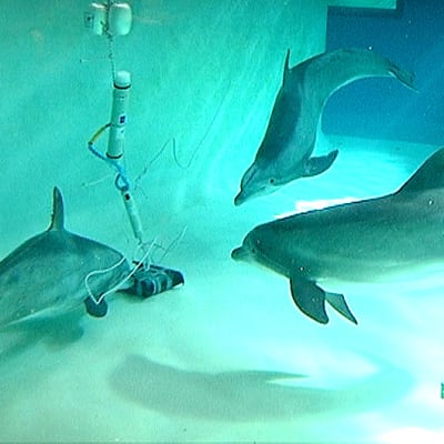 Delfiineitä tutustumassa tutkimuslaitetta