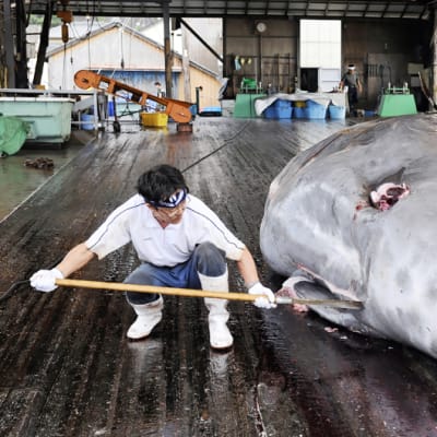 Japanilaiset kalastajat paloittelevat hanhennokkavalasta Wadan satamassa.