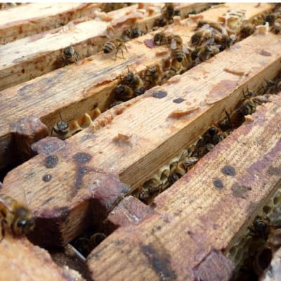 Mehiläisiä ryömii mehiläistarhassa pesän ja hunajakennoston päällä.