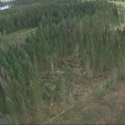 Myrskyn kaatamia puita