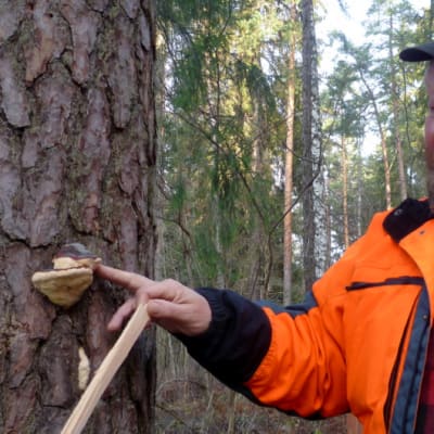Markku Huostila lahoavan puun vierellä