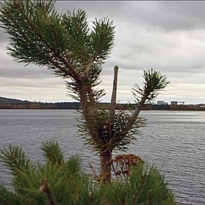 Kemijärven sellutehdas