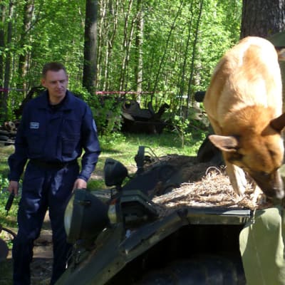 Poliisin huumekoira etsii kätköä pressun alta.
