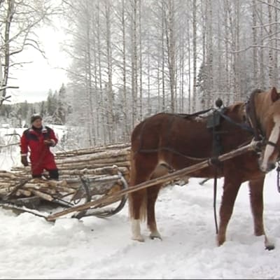 Entinen ravuri Ventterin Vili metsätöissä.