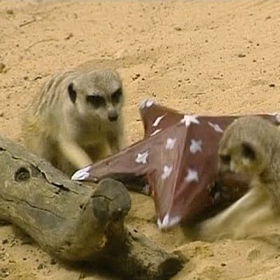 Mangusteja leikkimässä joululahjallaan Sydneyn Tarongan eläintarhassa.