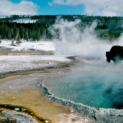 Kuva Avara Luonto -sarja jaksosta Yellowstonen talvi
