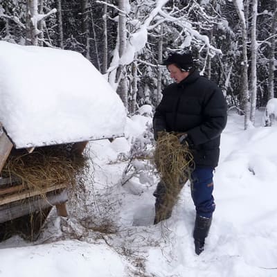 Jouko Rantamaula eläinten ruokintapaikalla