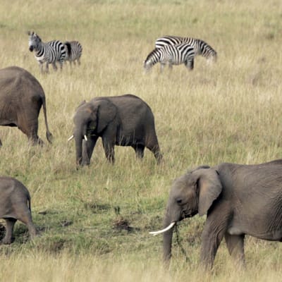 Savanninorsuperhe aterioi Masai Marassa Keniassa.