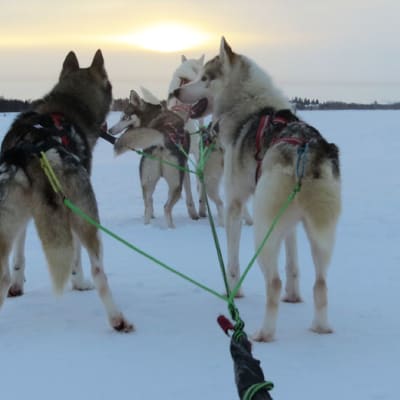 Kahdeksan koiran huskyvaljakko jäällä