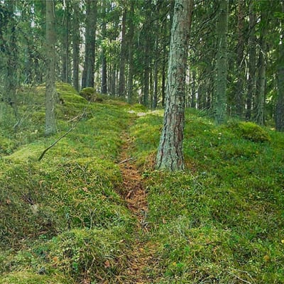 Polku vanhassa metsässä.