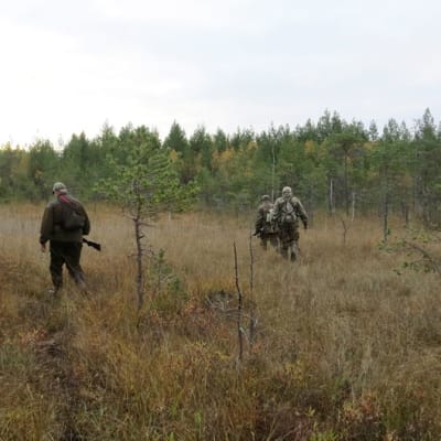 Metsästäjät liikkuvat maastossa.