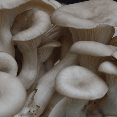 Kasvavia sieniä timelapse