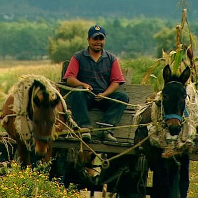 Meksikolainen maanviljelijä Ulkolinjan dokumentissa Piikkilankaa ja vapaakauppaa (2007)