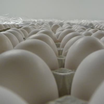 Kurikkaselän tilalla on 250 000 kananmunaa.