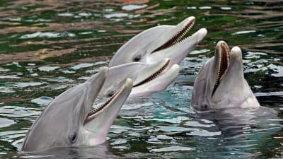 Tre delfiner i vatten. Delfinernas huvuden är ovanför vattenytan och de ser ut att le och de visra tänderna.