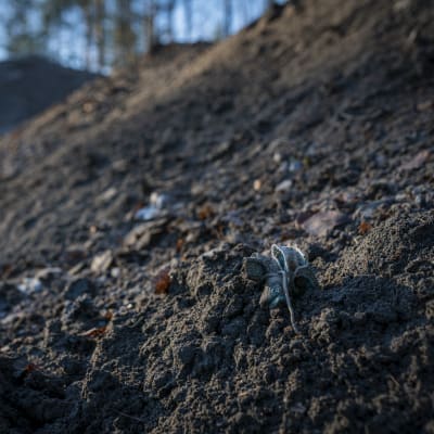 Teiden puhdistuksessa kerättyä hiekkaa kasattuna Jyväskylän Kuokkalassa.
