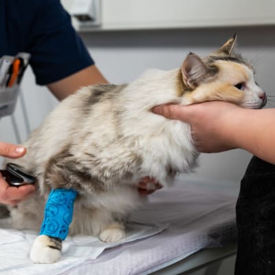 yleiskuva - Ruusu -niminen ragdoll-kissa eläinlääkäriaseman hoitopöydällä.