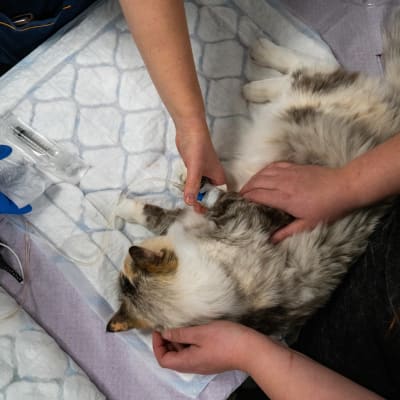 yleiskuva - Ruusu -niminen ragdoll-kissa rauhoitettuna operaatiota varten eläinsairaalan hoitopöydällä.